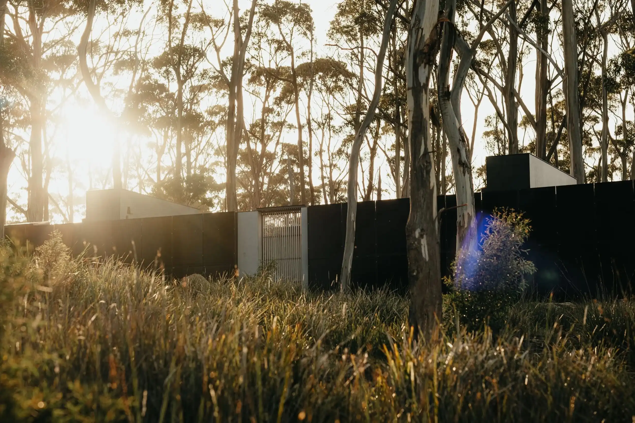 Low golden sun behind the gum trees and the dark façade of the house