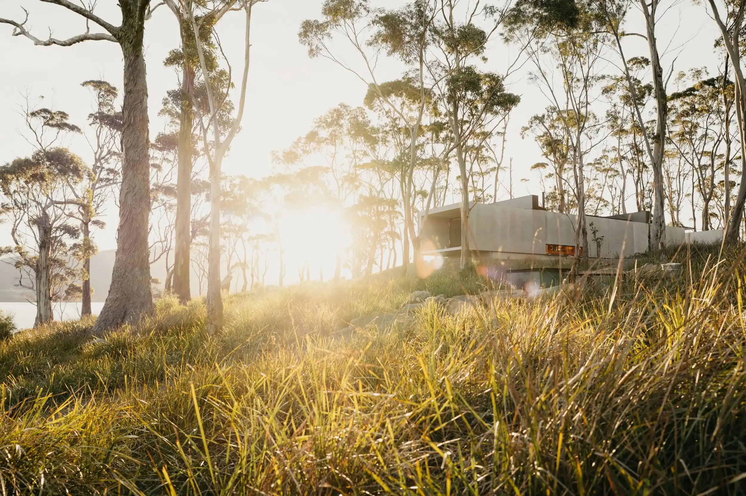 Morning sun through the gum trees, with Tunnel among the grasses
