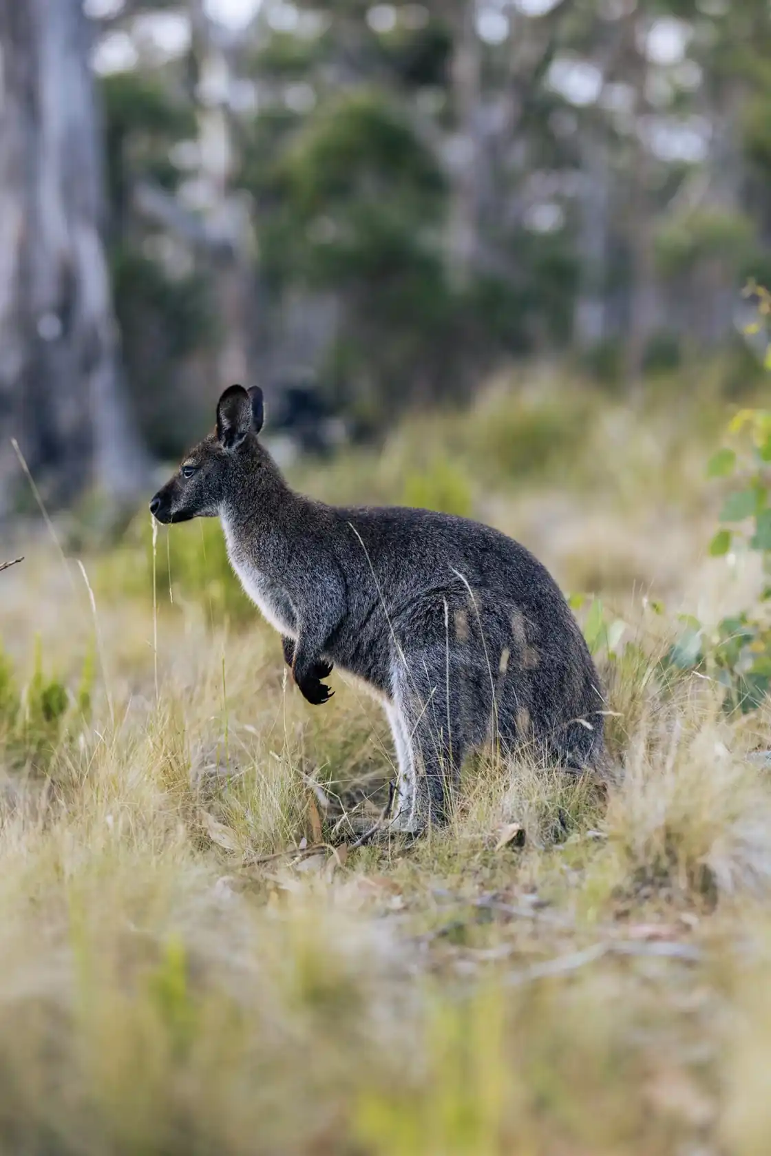 Wallaby in the grass on Bruny Island